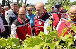Manisa’da zirai donun yaraları sarılıyor