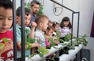 Manisalı minik çiftçiler topraksız tarımla üretim...