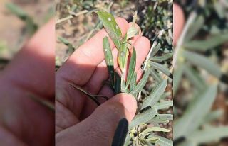 Manisalı zeytin üreticilerine önemli uyarı