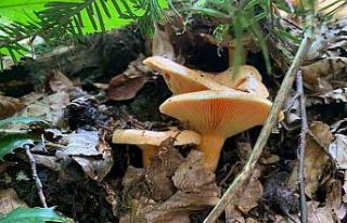 Mantar zehirlenmelerine dikkat