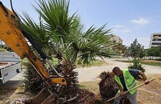 Mardin Büyükşehir Belediyesi, yanan palmiyenin...