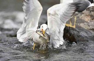 Martıların balık avı