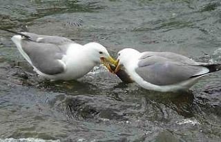 Martıların balık kavgası