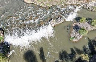 Martıların inci kefali ’nöbeti’