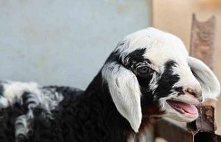 Meraya dökülen zehir 77 koyunu telef etti, onlarca...