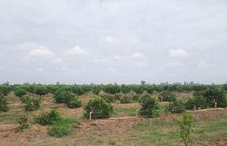 Mersin Tarsus’ta mandalina ağaçları katledildi
