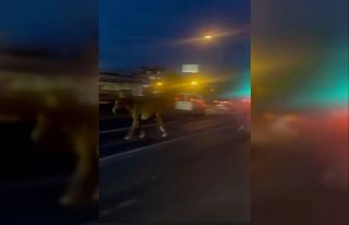 Mersin’de karayoluna çıkan atlar trafiği karıştırdı