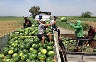 Mersin’de karpuz hasadı başladı