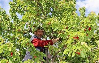 Misafir kirazında hasat vakti
