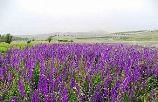 Mor renkli yabani otlar görsel şölen sunuyor