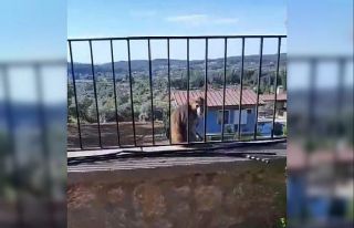 Muğla’da kaçak maymun alarmı jandarma ve mahalleli...
