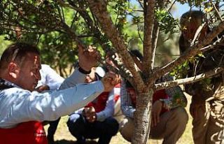 Muğla’da sakız hasadı gerçekleştirildi