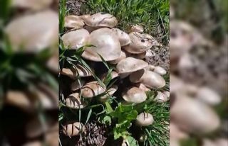 Munzur Dağları’nda mantar tarlasına denk geldi