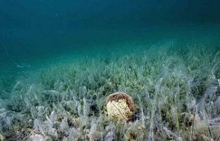 Müsilaj uyarısı: "Kontrol edilebilecek tek...