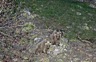 Nemrut’un maskot ayıları kış uykusundan uyandı