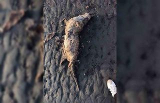 Nesli tehlike altında olan su samuru sahilde ölü...