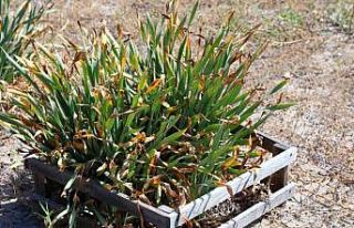 Nesli tükeniyor, koparmanın cezası 387 bin TL