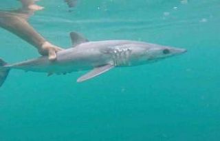 Oltasına köpek balığı takıldı, yeniden denize...