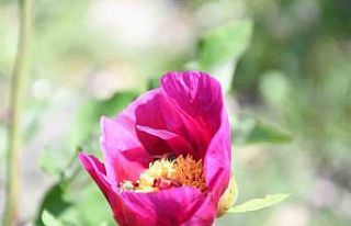 Ömrü 15 gün, koparmanın cezası 557 bin lira