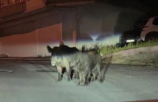 Ordu’da aç kalan yaban domuzları sokakları mesken...