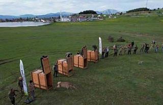 Ordu’da doğaya 13 kızıl geyik salınacak