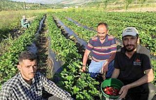Organik Sason çileğinde hasat başladı