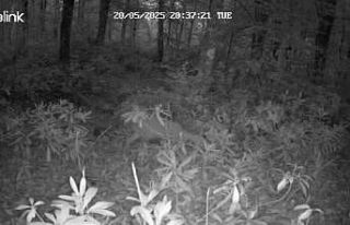 Ormanda kaybolan yavru karaca annesine kavuştu