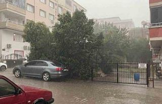 Osmaniye’de fırtına ağaçları kökünden söktü