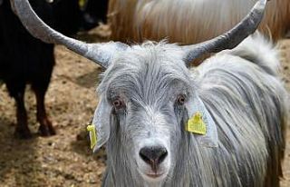 Osmaniye’de Kurban Bayramı öncesi hayvan pazarlarına...