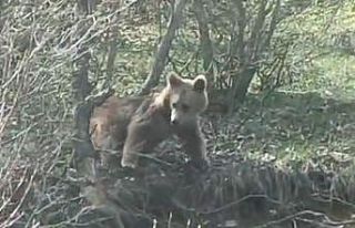Otomobil kornasıyla ayının dikkatini çekmek istedi