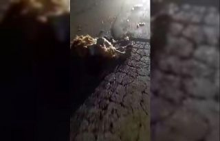 Otomobilin çarptığı 10 küçükbaş hayvan telef...