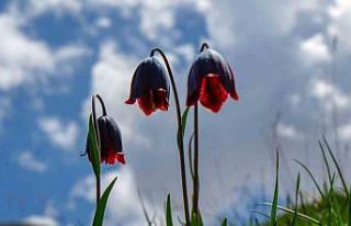 Palandöken’de Kaf ve Mor Laleler açtı