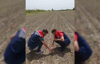 Pamuk üreticilerine "ilaçlama" çağrısı