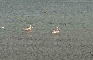 Pelikanlar İznik Gölü’nü süsledi