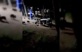 Piknikte karşılaştıkları domuz sürüsü panik...