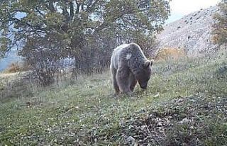 Prof. Dr. Şağdan Başkaya: "Doğuda ayı, batıda...