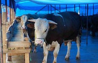 Profesörden kurbanlık uyarısı: "Hayvanın...