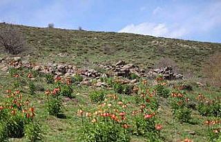 Sadece 20 gün açan ters laleyi koparmanın cezası...