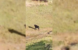 Sahibinin elinden kaçan ineği belediye ekipleri...