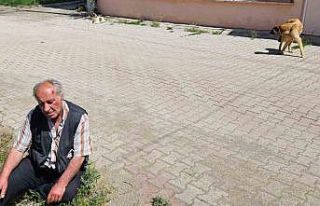Salda’da köpeklerin saldırısına uğrayan yaşlı...