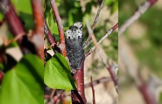 Salihli’de ‘Fidan Dip Kurdu’ tehlikesi!