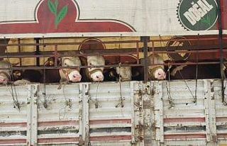 Salihli’de kurbanlık nakli yapan araçlara sıkı...