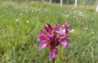 Samsun’da tabiat çiçek açtı