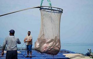Samsun’da Türk somonu hasadı başladı