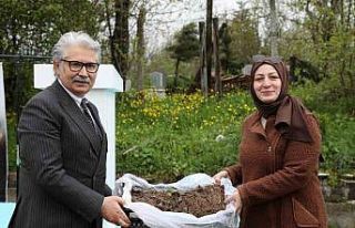 Samsun’da üreticilere 150 bin çilek fidesi desteği