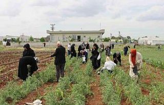 Şanlıurfa’da emekli kadınlara "süs bitkisi...