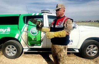 Şanlıurfa’da yaralı kızıl şahin tedavi altına...