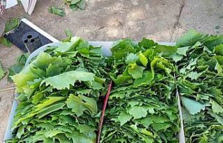 Sarıgöl’de bağ yaprağı sezonu açıldı