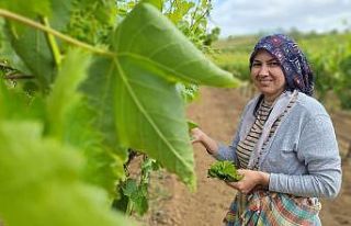 Sarıgöl’de evlerde salamura yaprak zamanı