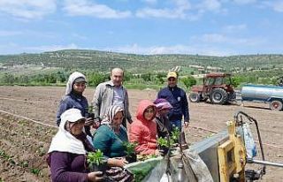Selendi CHP tarlada çalışan anneleri yalnız bırakmadı